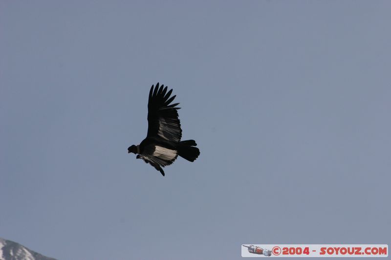 Canyon del Colca - Condor
Mots-clés: peru animals oiseau condor