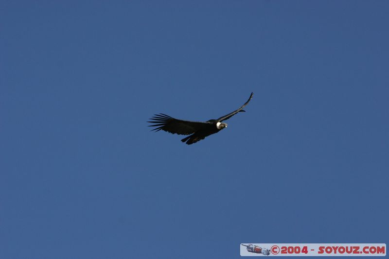 Canyon del Colca - Condor
Mots-clés: peru animals oiseau condor