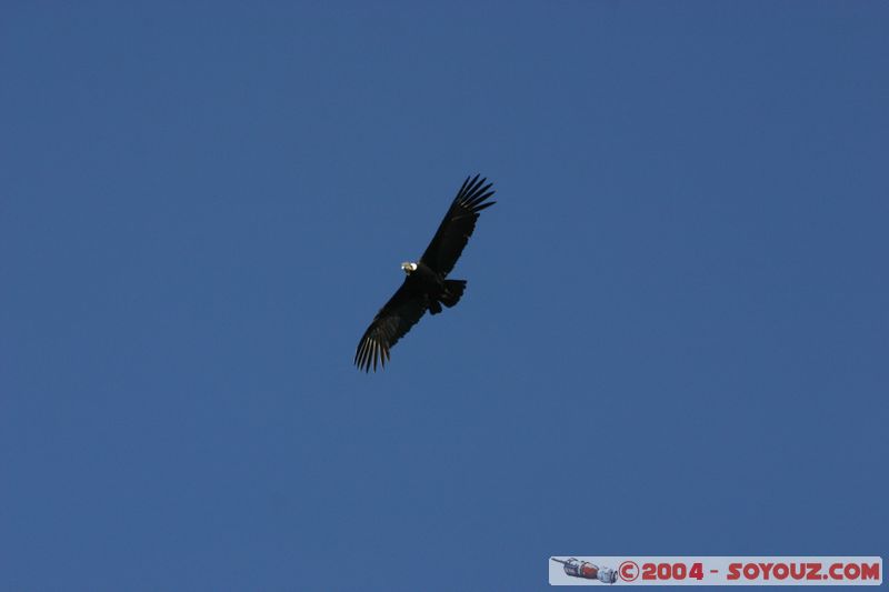 Canyon del Colca - Condor
Mots-clés: peru animals oiseau condor