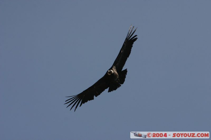 Canyon del Colca - Condor
Mots-clés: peru animals oiseau condor