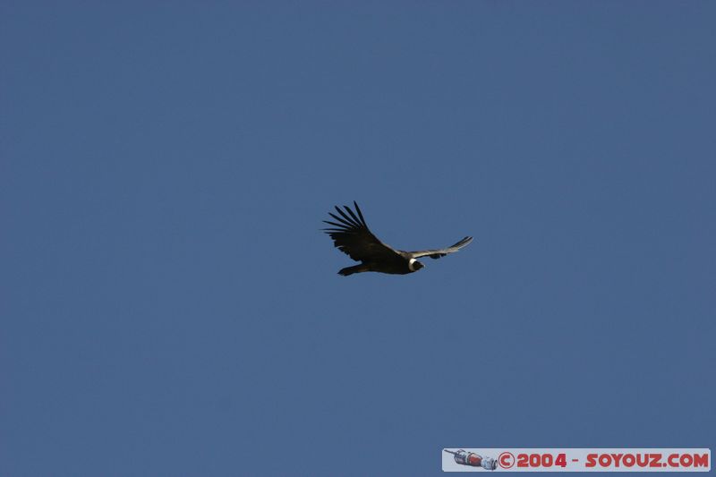 Canyon del Colca - Condor
Mots-clés: peru animals oiseau condor