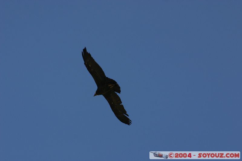 Canyon del Colca - Condor
Mots-clés: peru animals oiseau condor