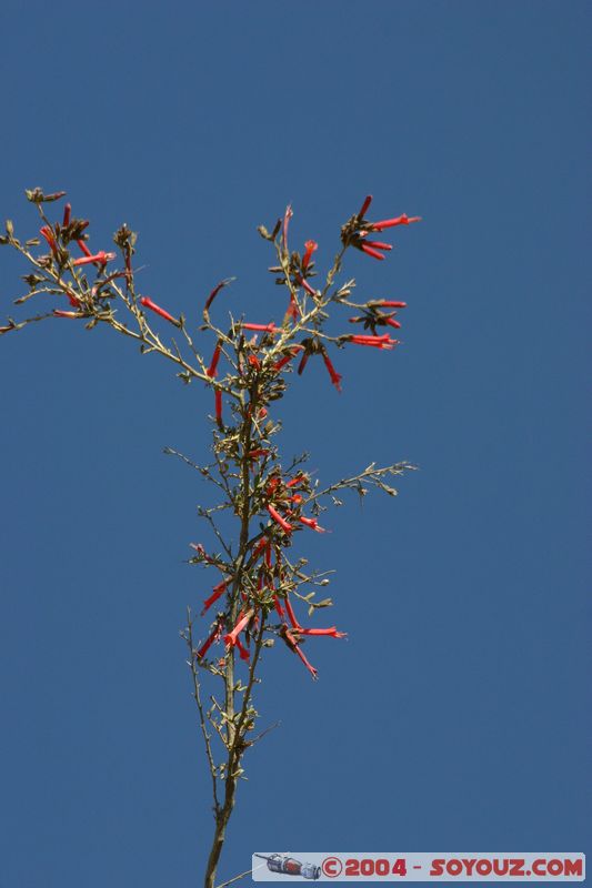 Canyon del Colca - Fleur
Mots-clés: peru fleur