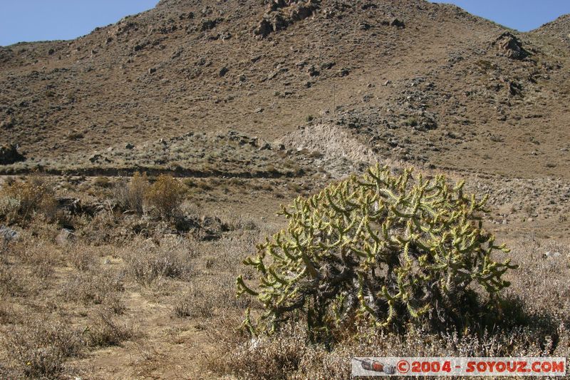 Canyon del Colca
Mots-clés: peru Montagne