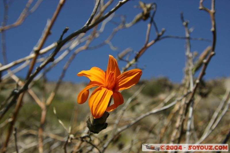 Canyon del Colca - Fleur
Mots-clés: peru fleur