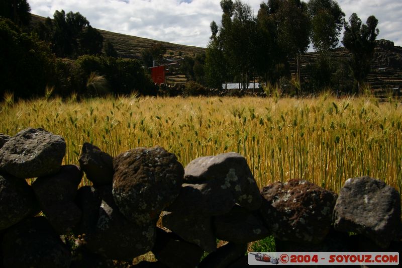 Lago Titicaca - Isla Amantani - Cultures
Mots-clés: peru Ble