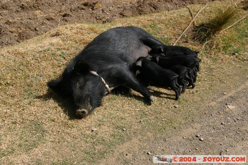 Lac Titicaca - Bahia de Copacabana
Mots-clés: animals cochon