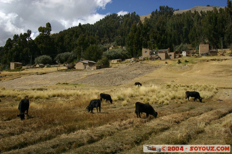 Lac Titicaca - Bahia de Copacabana
Mots-clés: animals vaches