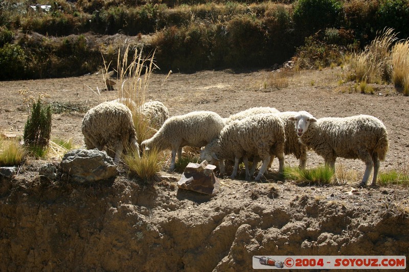 Lac Titicaca - Bahia de Copacabana - Moutons
Mots-clés: animals Mouton
