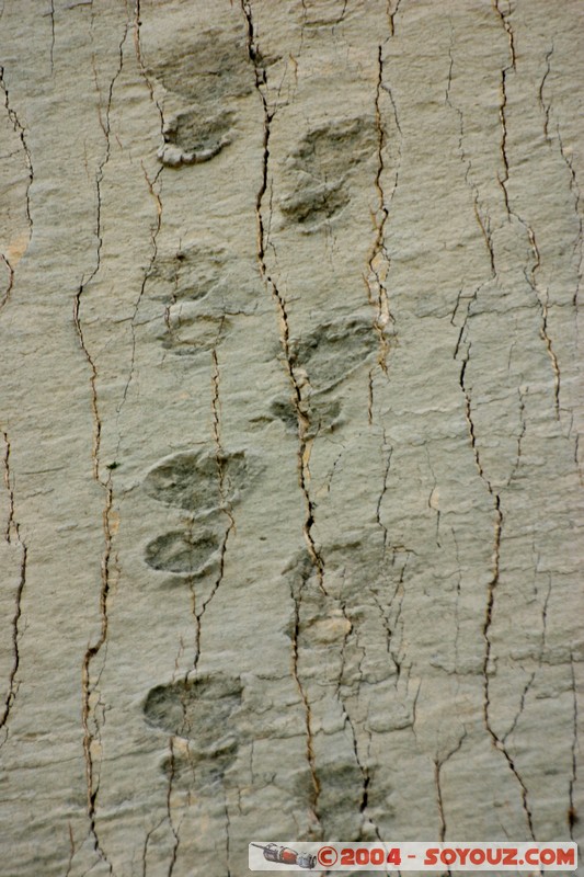 Sucre - Parque Cretacico Cal Orko
Mots-clés: Fossile