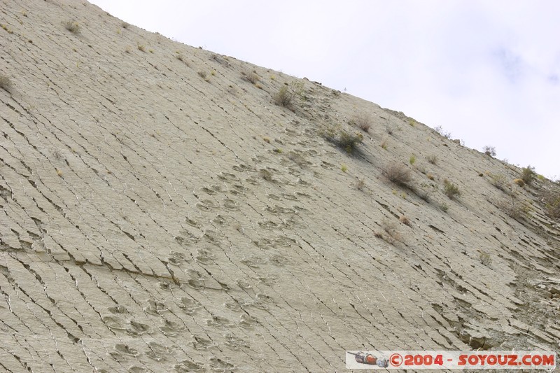 Sucre - Parque Cretacico Cal Orko
Mots-clés: Fossile