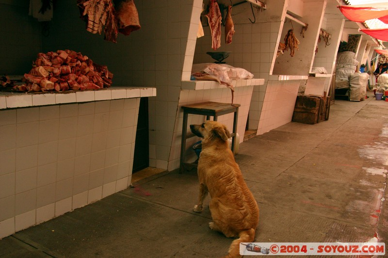 Potosi - Mercado Central
Mots-clés: Marche animals chien Insolite