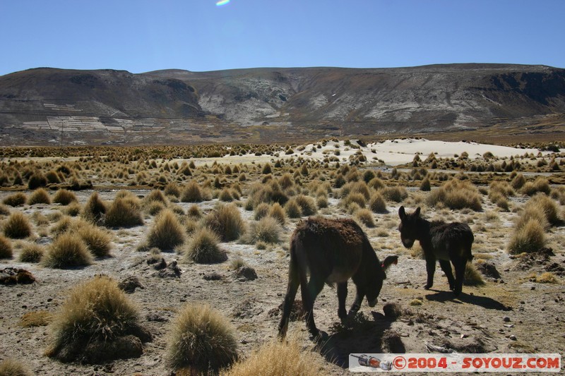 Ruta Potosi - Uyuni - Ane
Mots-clés: animals ane