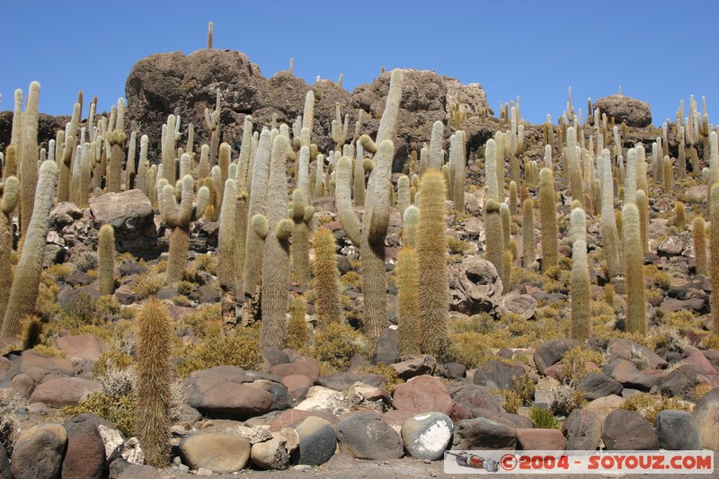 Isla Pescado - Cardons (cactus)
Mots-clés: plante cactus