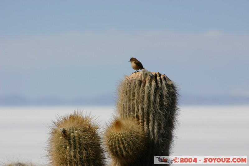 Isla Pescado (or Incahuasi)
Mots-clés: animals oiseau