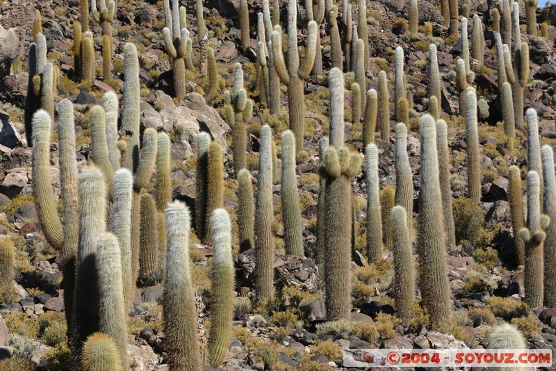 Isla Pescado - Cardons (cactus)
Mots-clés: plante cactus