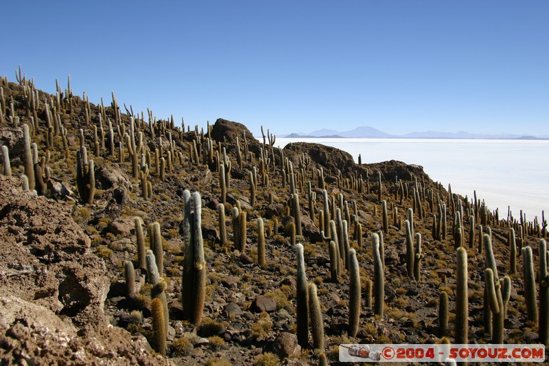 Isla Pescado - Cardons (cactus)
Mots-clés: plante cactus