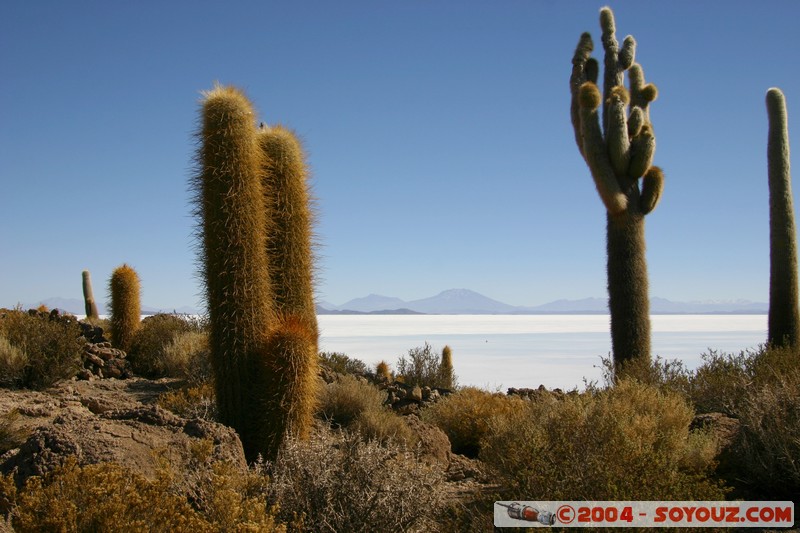 Isla Pescado - Cardons (cactus)
Mots-clés: plante cactus