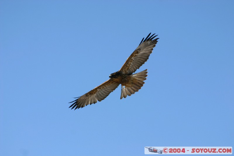 Isla Pescado (or Incahuasi) - Aigle
Mots-clés: animals oiseau Aigle