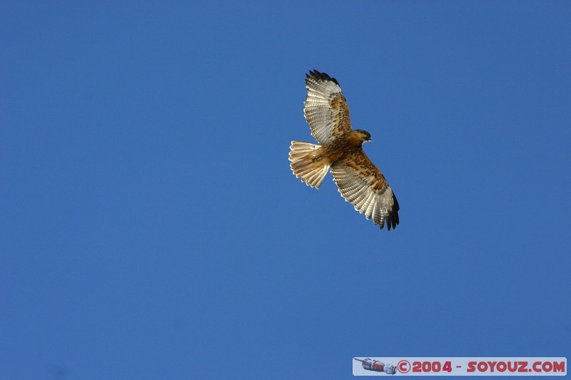 Isla Pescado (or Incahuasi) - Aigle
Mots-clés: animals oiseau Aigle