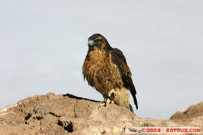 Isla Pescado (or Incahuasi) - Aigle
Mots-clés: animals oiseau Aigle
