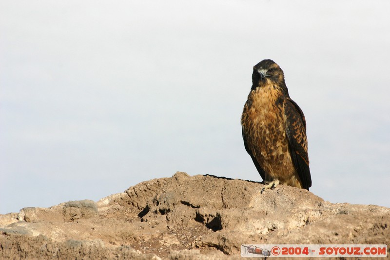 Isla Pescado (or Incahuasi) - Aigle
Mots-clés: animals oiseau Aigle