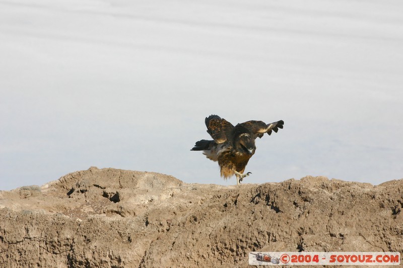 Isla Pescado (or Incahuasi) - Aigle
Mots-clés: animals oiseau Aigle