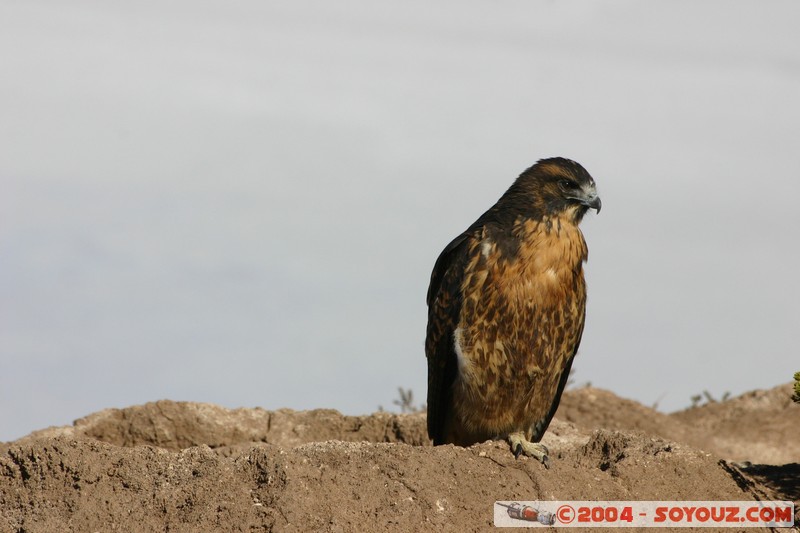 Isla Pescado (or Incahuasi) - Aigle
Mots-clés: animals oiseau Aigle