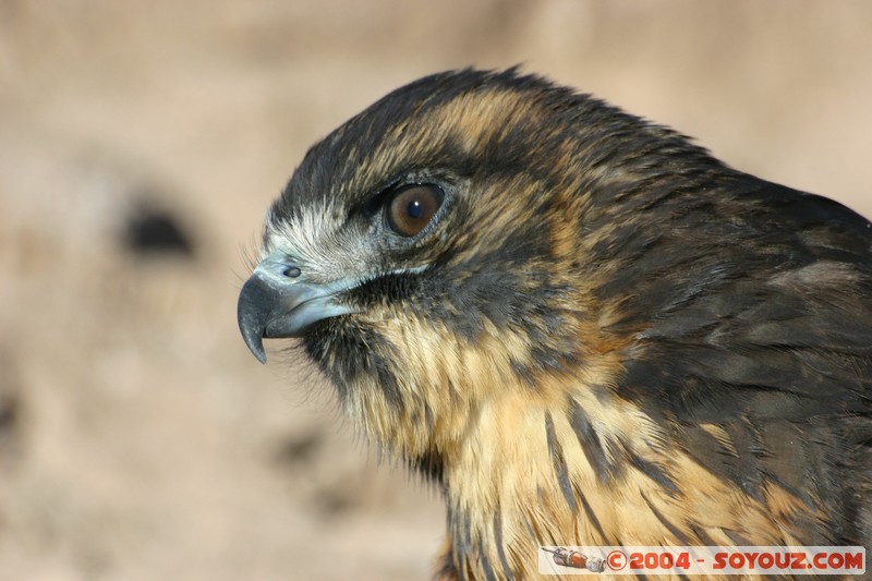 Isla Pescado (or Incahuasi) - Aigle
Mots-clés: animals oiseau Aigle