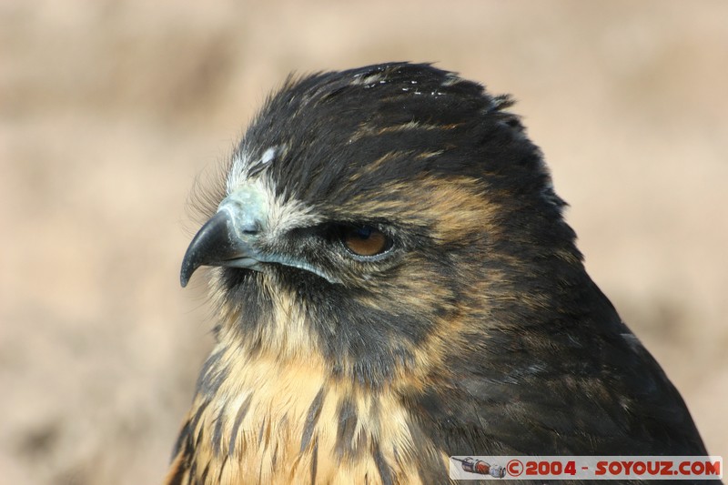 Isla Pescado (or Incahuasi) - Aigle
Mots-clés: animals oiseau Aigle