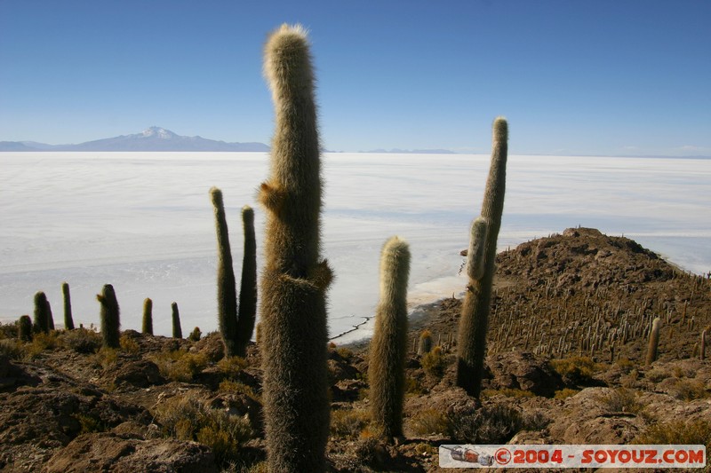 Isla Pescado - Cardons (cactus)
Mots-clés: plante cactus