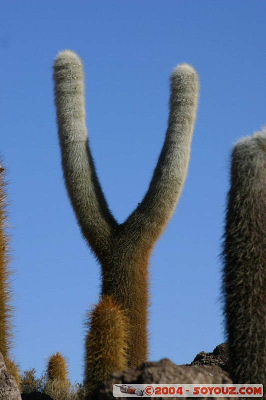 Isla Pescado - Cardons (cactus)
Mots-clés: plante cactus