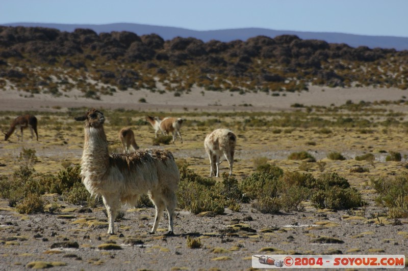 Salar Chiguana - Lama
Mots-clés: animals Lama