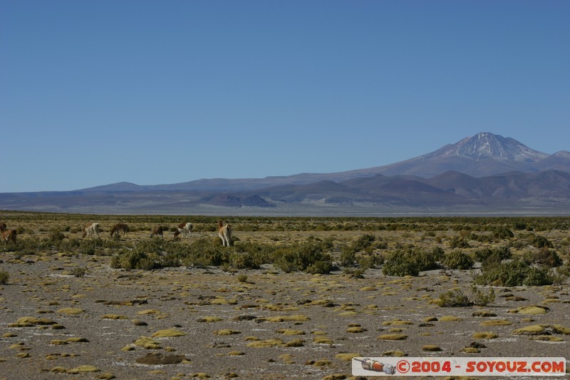 Salar Chiguana
