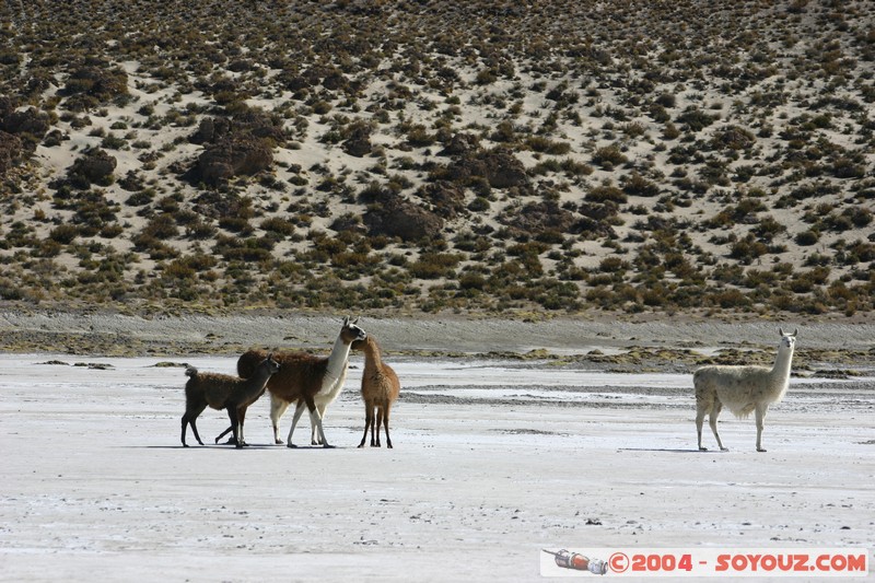 Salar Chiguana - Lama
Mots-clés: animals Lama