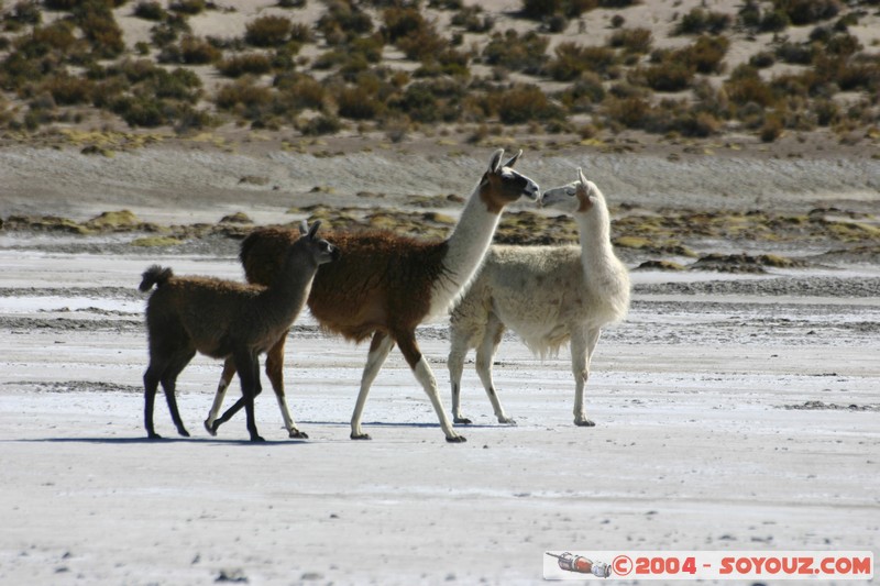 Salar Chiguana - Lama
Mots-clés: animals Lama