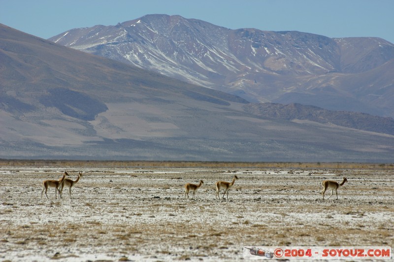 Salar Chiguana - Vicuna
Mots-clés: animals Vicuna