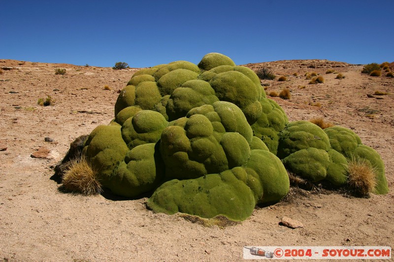 zone du Volcan Ollague - Yareta
Mots-clés: plante yareta