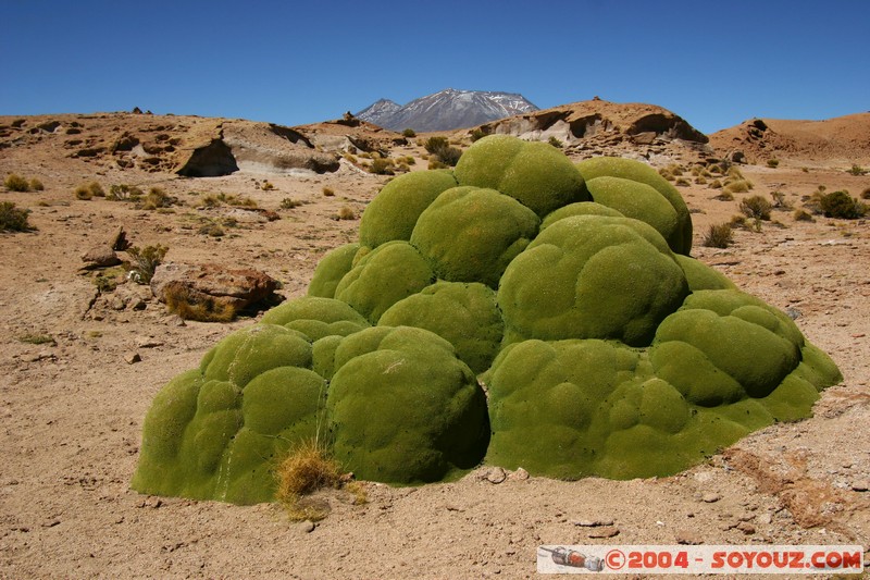 zone du Volcan Ollague - Yareta
Mots-clés: plante yareta