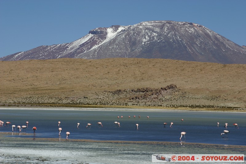 Laguna Canapa - Flamencos
Mots-clés: animals oiseau flamand rose