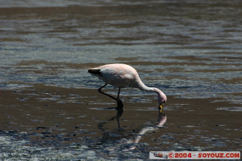 Laguna Canapa - Flamenco Andino
Mots-clés: animals oiseau flamand rose