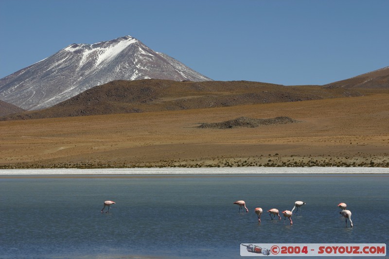 Laguna Canapa - Flamenco Andino
Mots-clés: animals oiseau flamand rose