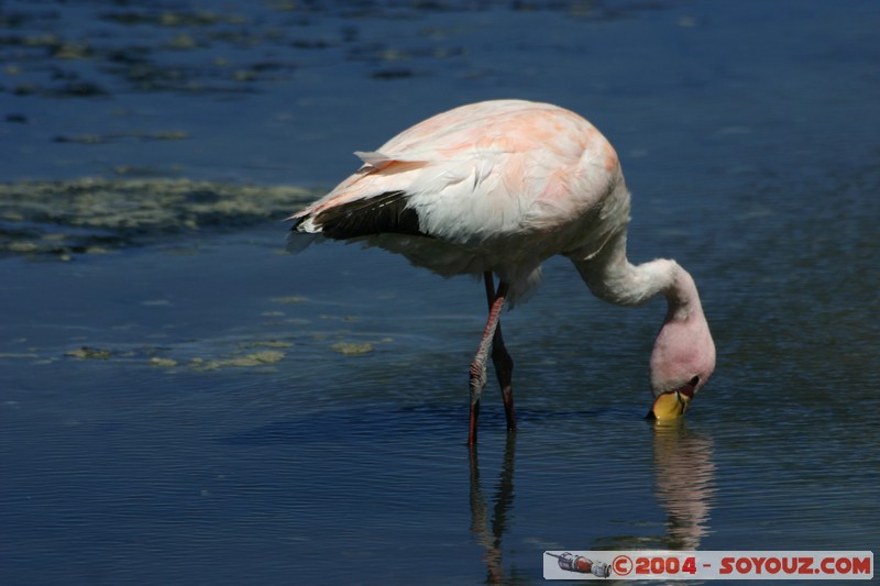 Laguna Canapa - Flamenco Andino
Mots-clés: animals oiseau flamand rose