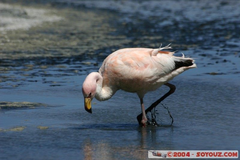 Laguna Canapa - Flamenco Andino
Mots-clés: animals oiseau flamand rose