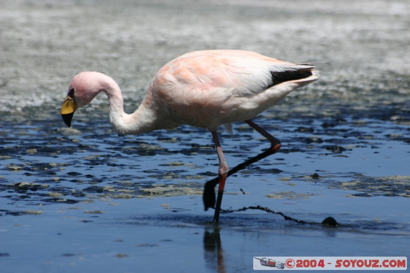 Laguna Canapa - Flamenco Andino
Mots-clés: animals oiseau flamand rose