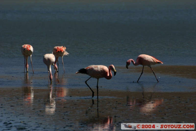 Laguna Hedionda - Flamenco de James
Mots-clés: animals oiseau flamand rose