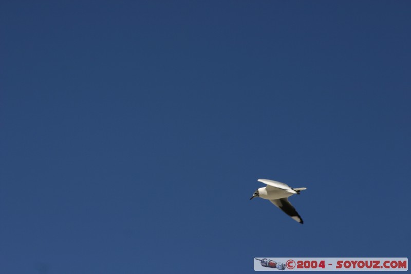 Laguna Hedionda - Mouette
Mots-clés: animals oiseau Mouette