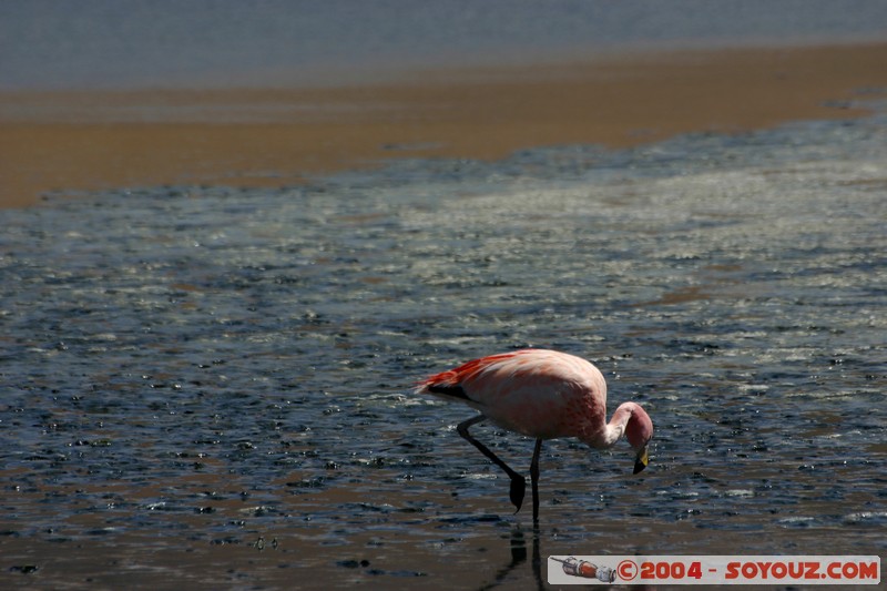 Laguna Hedionda - Flamenco de James
Mots-clés: animals oiseau flamand rose