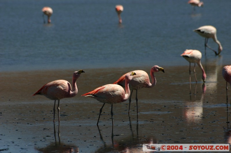 Laguna Hedionda - Flamenco de James
Mots-clés: animals oiseau flamand rose