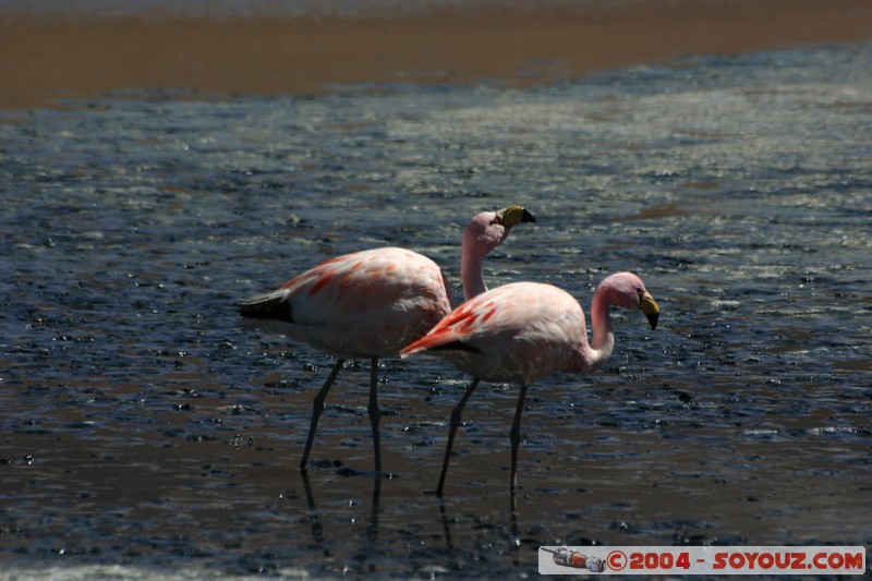 Laguna Hedionda - Flamenco de James
Mots-clés: animals oiseau flamand rose